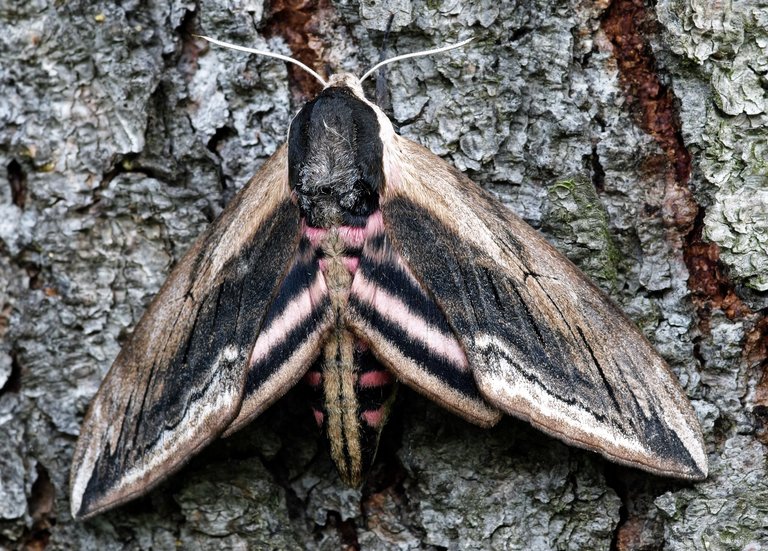 Sphinx Ligustri - Privet Hawkmoth.jpg