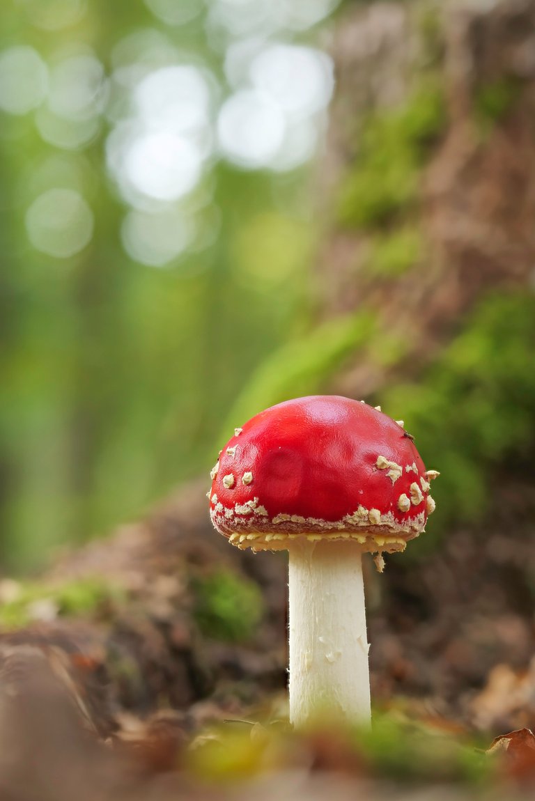 qcMageFg-Fliegenpilz20Amanita20muscaria_P1351460_HF.jpg