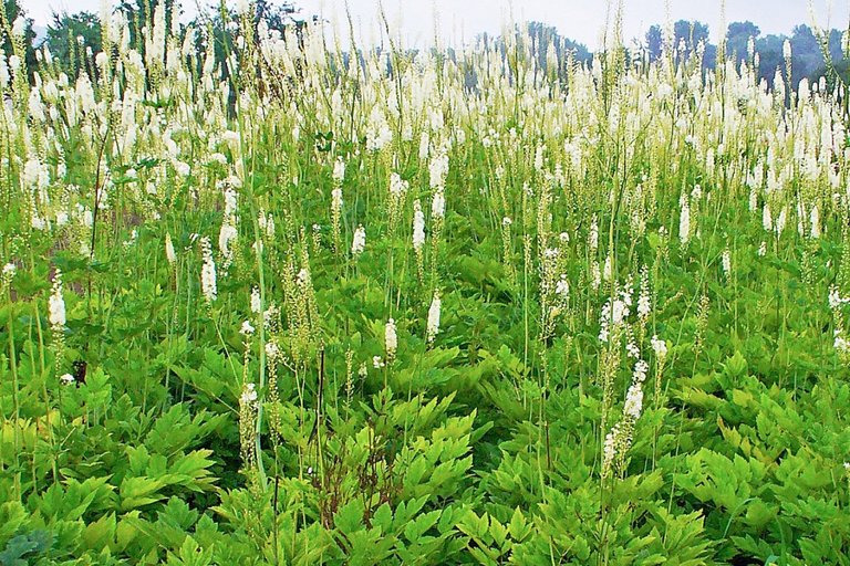 BlackCohosh17.jpg