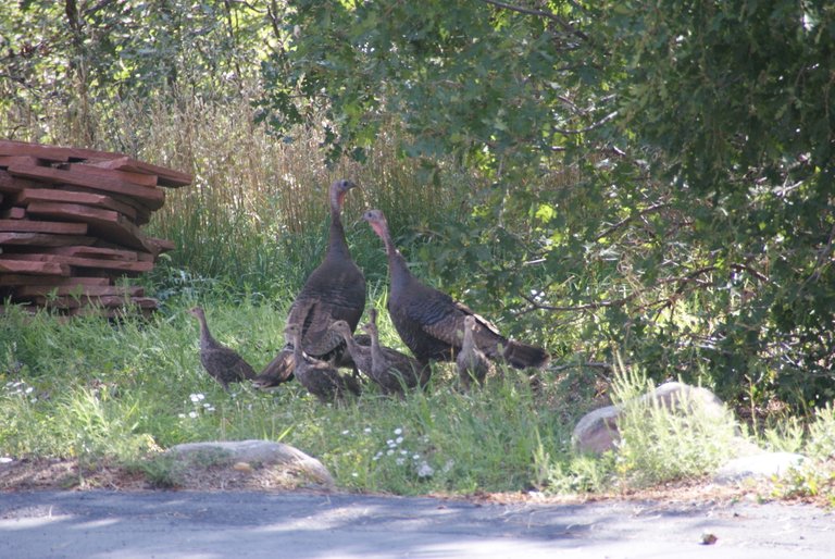 Turkeys3-2018-08-13.JPG