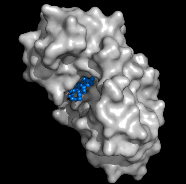 lysozyme_surface_representation.png