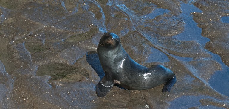 6089289525-muriwai-beach-sealion (FILEminimizer).jpg