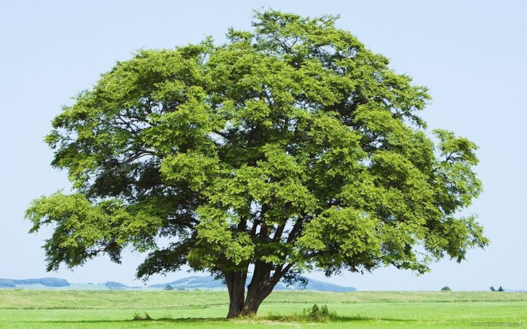 big-tree-wallpapers-hd-1.jpg