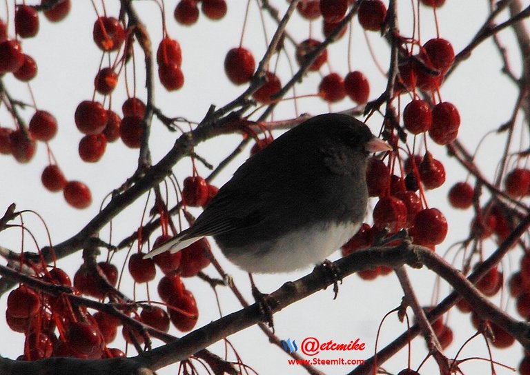 Dark-eyed Junco IMG_0068.JPG