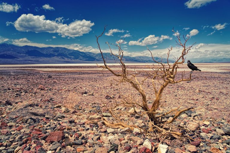 drought pexels.jpeg