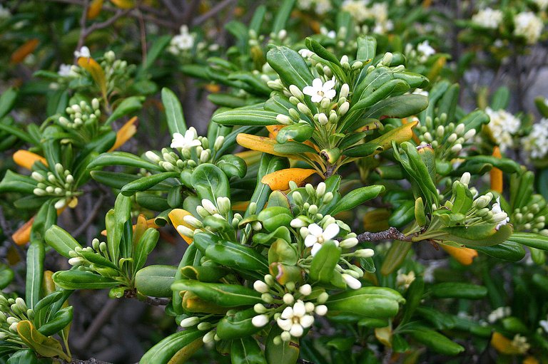 1200px-Pittosporum_Tobira_JPG0.jpg