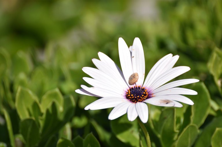cape daisy white snail.jpg