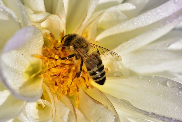 bee-3746110__480.jpg