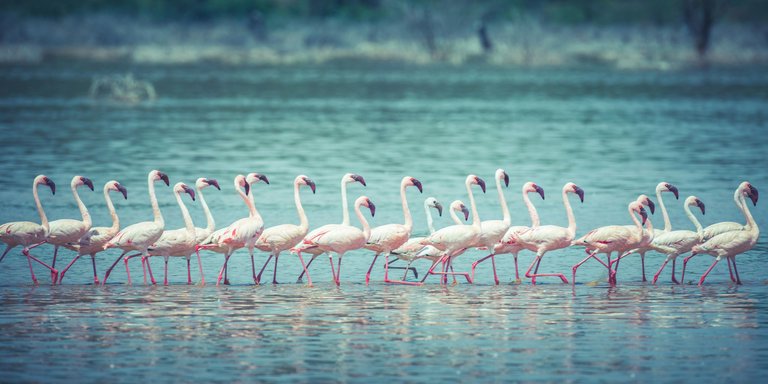 Nirmal Tamang_flamingos_YkNiQWpccQ.jpg