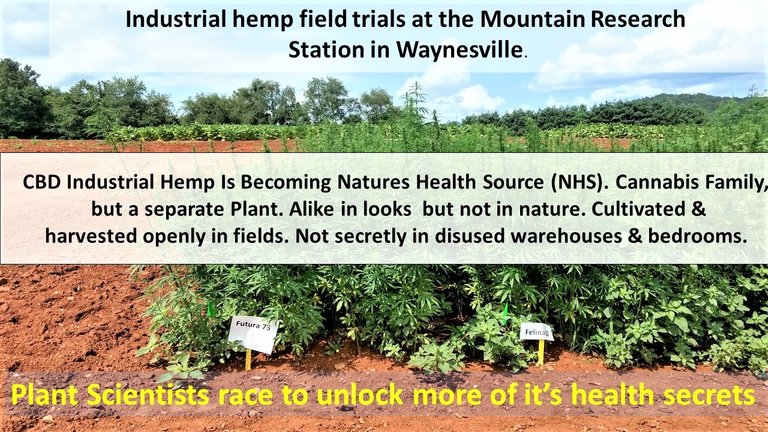 industrial hemp trials Waynesville text moved 290919 (2).jpg