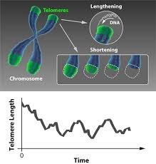 telomeres pics.jpeg