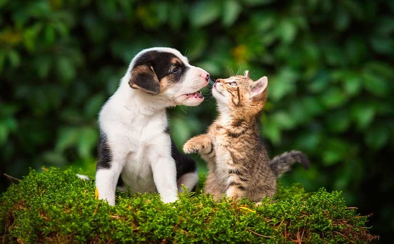 convivencia-perros-gatos.jpg