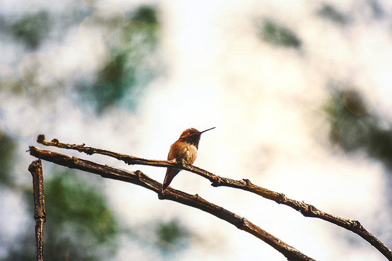 crimsonclad orange hummingbird at sunset