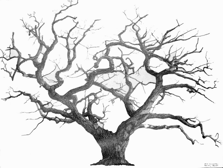 old-oak-tree-drawing-savannah-candler-live-oak-tree-pen-and-ink-sketch-trees-tree.jpg