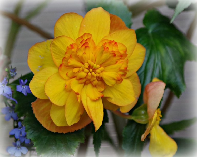 yelloeflowerday petals.jpg