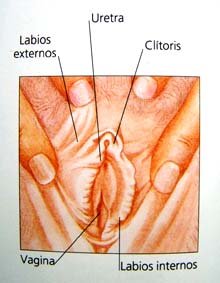 clitoris.JPG