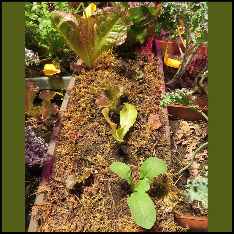 new lettuce seedlings potted up.JPG