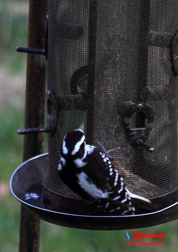 Hairy Woodpecker PFW01-26H.JPG