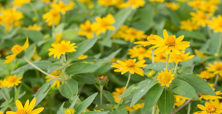 planta arnica.jpg