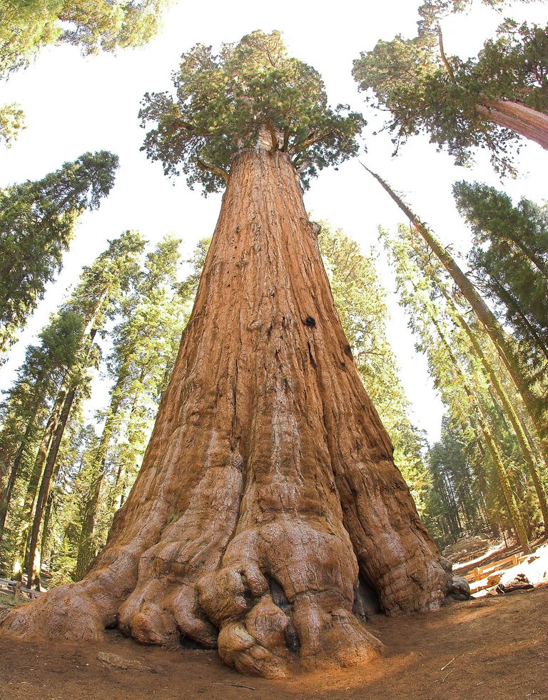 1200px-General_Sherman_tree_looking_up.jpg