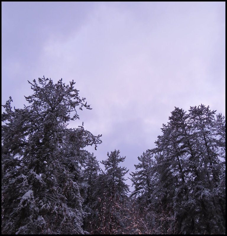 looking up at group of snowy treetops with an interesting light in the cloudy evening sky.JPG