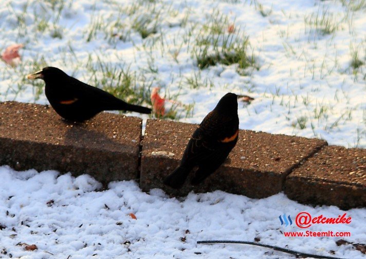 Red-winged Blackbird PFW01-04.JPG