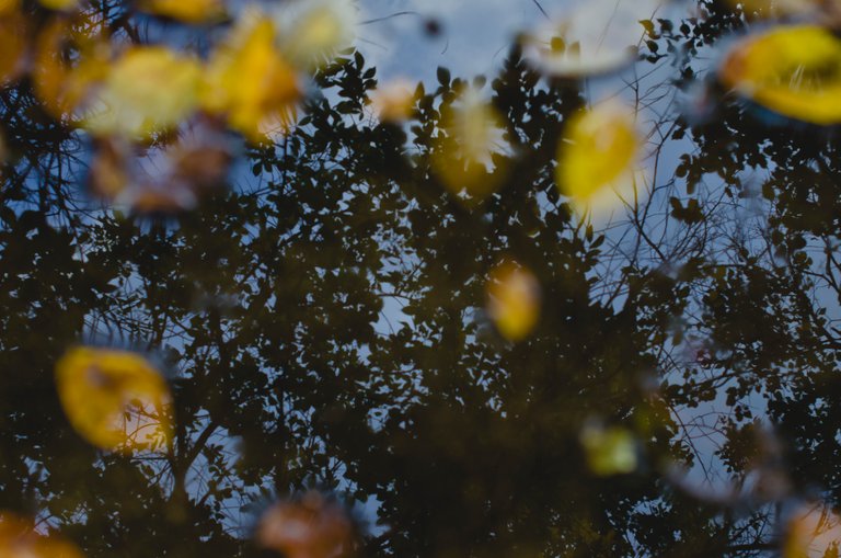 A reflection of the trees in the leaf filled puddle.JPG