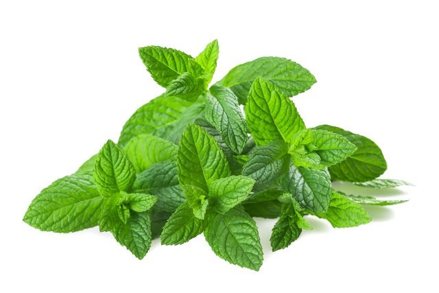 menthe-verte-marocaine-medicale2.jpg