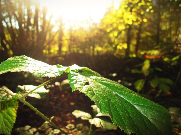 sheet_sun_forest_reflected_rays_nature_trees-914525.jpg!d.jpg