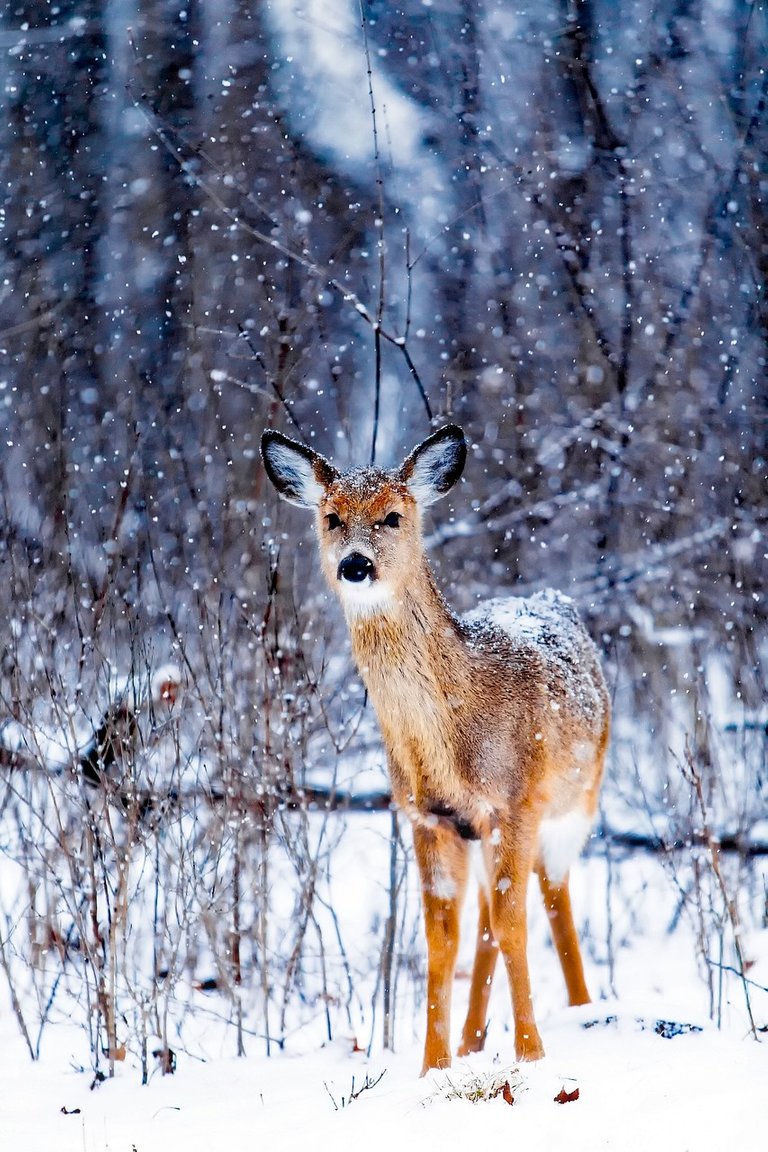 winter-1842508_1280.jpg