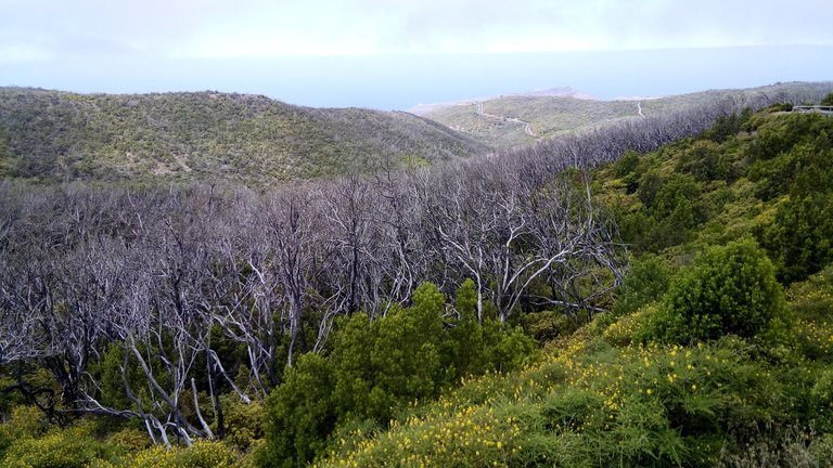 Parque Nacional de Garajonay (12).jpg