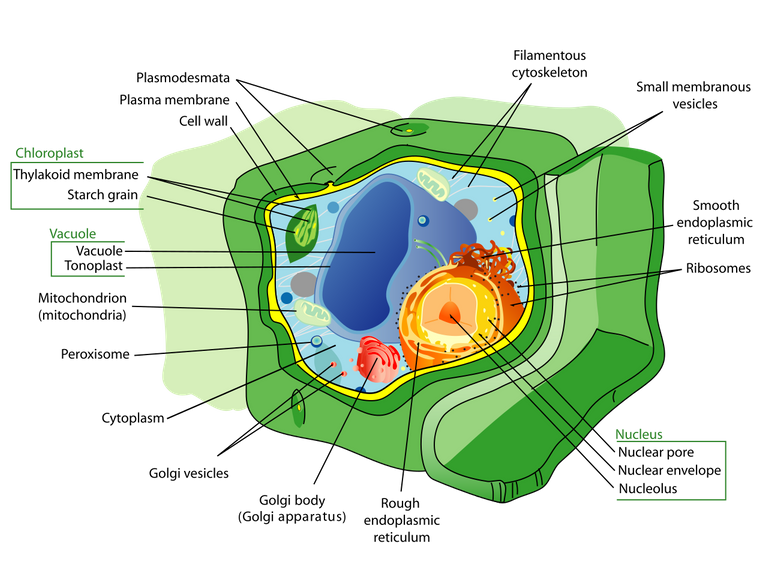 1280px-Plant_cell_structure-en.svg.png