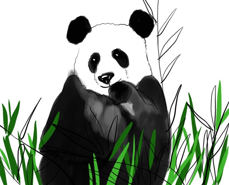 Panda(438).jpg