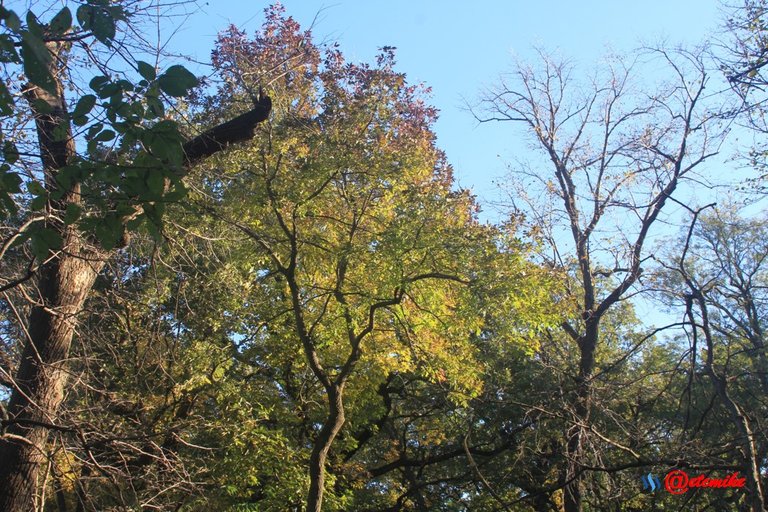 fall colors trees fontenelle forest landscape Fall0028.JPG