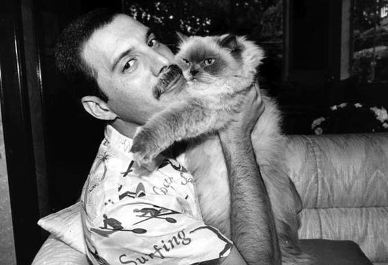 freddie-mercury-solitario-medium.jpg