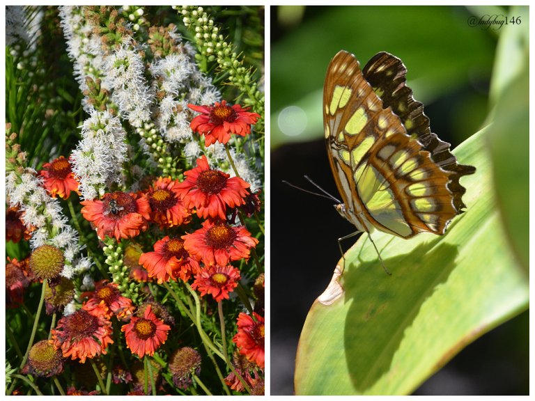 butterfly house.jpg