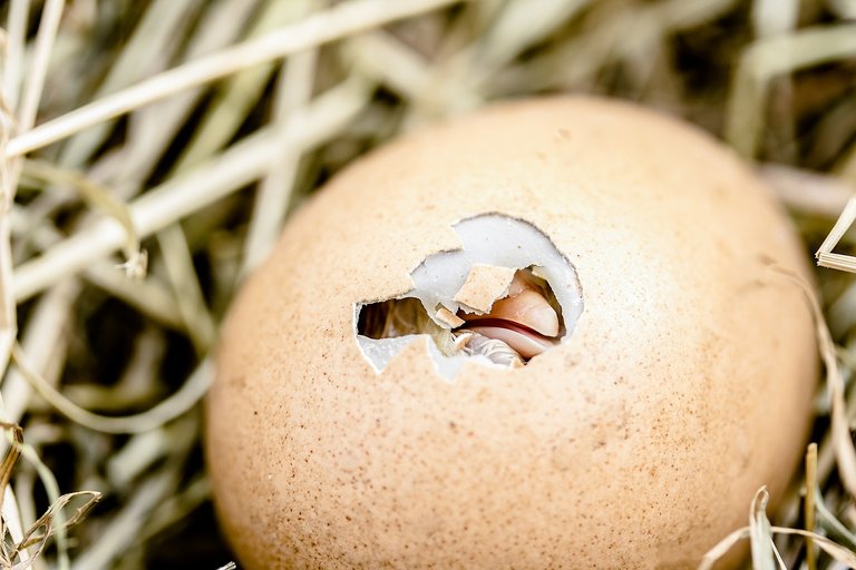 hatching-chicks-2448541_1280.jpg