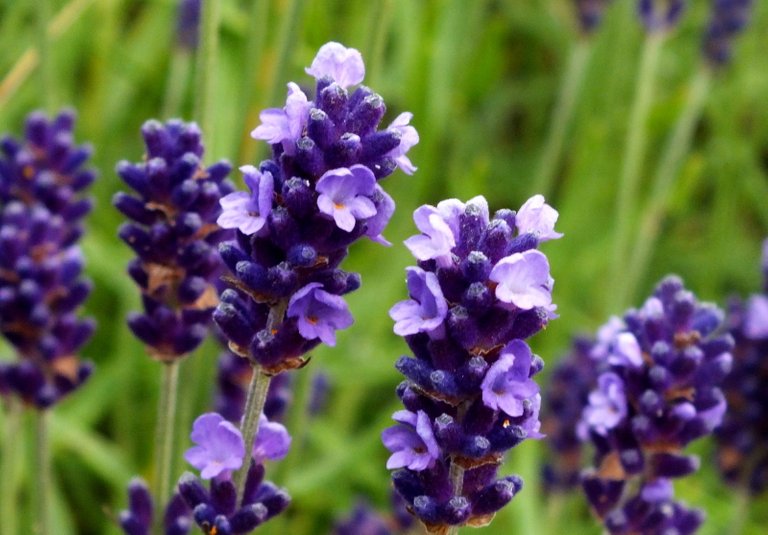 1166-Lavender.jpg