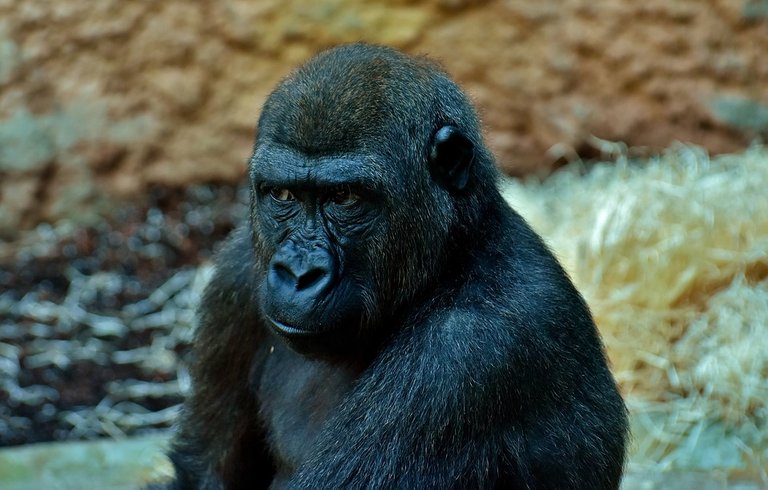 gorilla-2869704_960_720.jpg