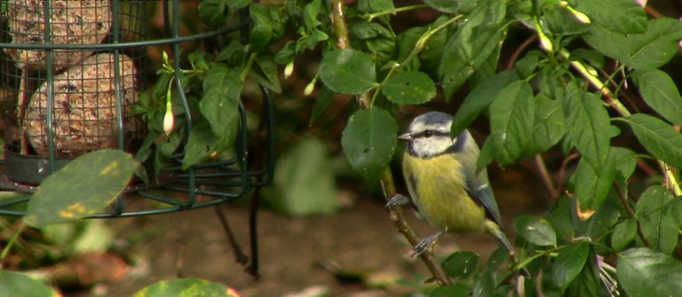 Bluetit.jpg