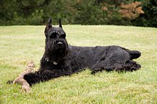 GiantSchnauzerwiki2.jpg