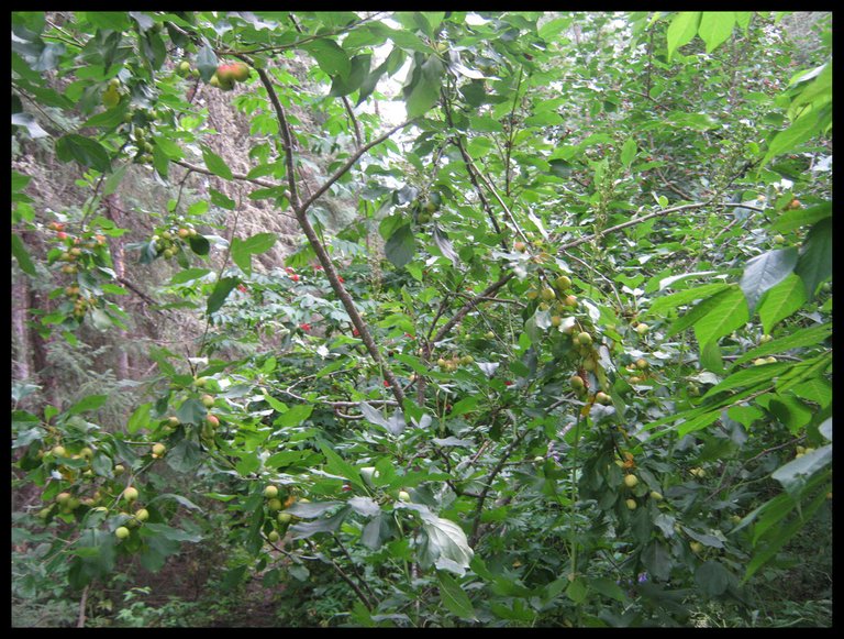 Apple Crabs hanging on the branches.JPG