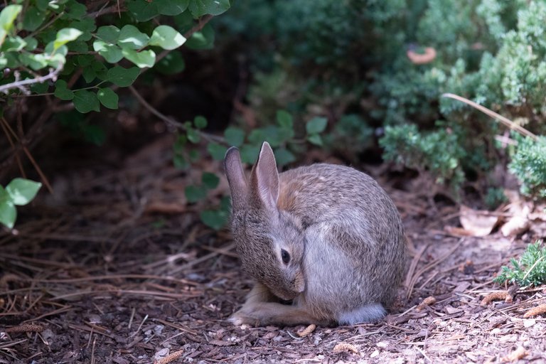 MikeBryantPhotography-BunnieFooFoo-12.jpg