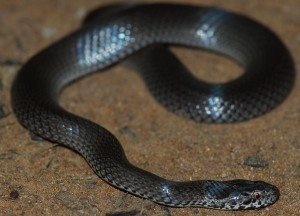 Ornamental snake.jpg