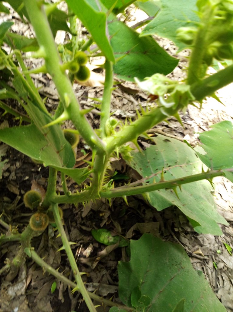 IMAG0168.jpg