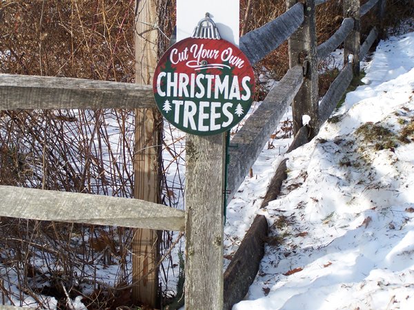 Christmas tree - sign crop December 2019.jpg