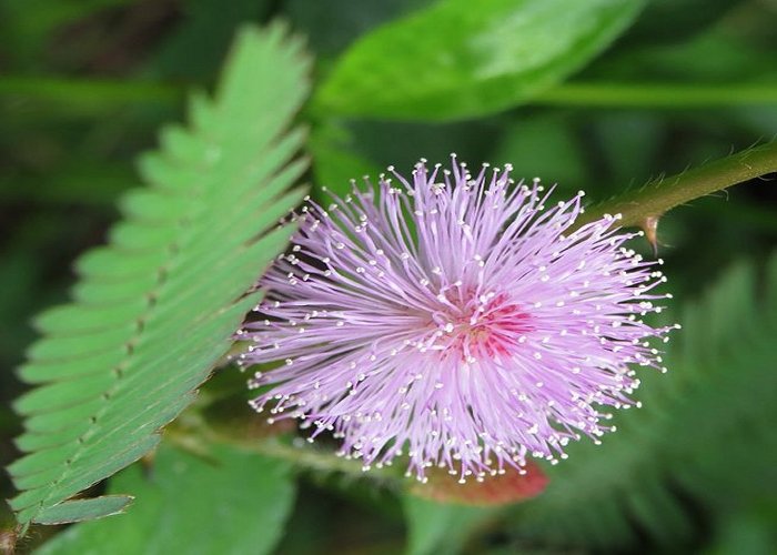 Mimosa_pudika_flower_from_Thrissur,_Kerala,_India1.jpg