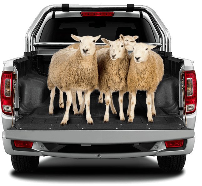 2019-08-29---sheep-in-the-bakkie.jpg