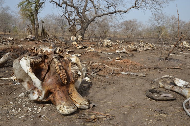 1.1 Elephant bones and skulls, Chad - Save-elephants.org (1).jpg