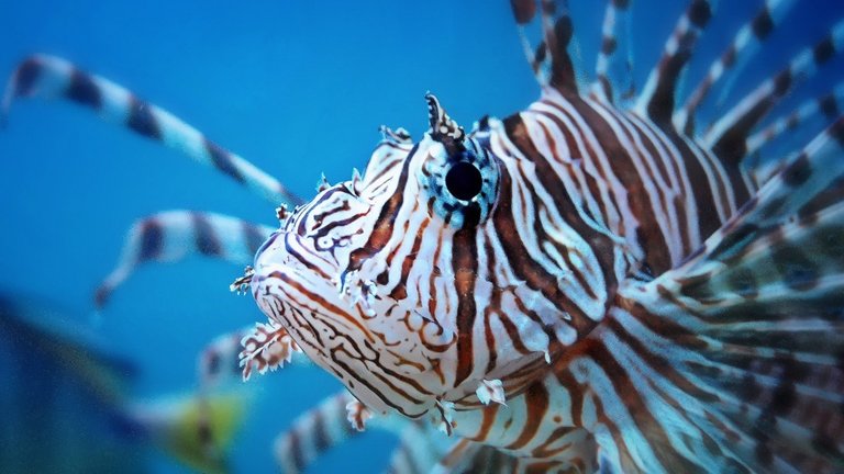 Lionfish+01.jpg